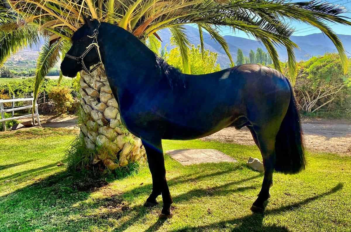 El Caballo de Raza Chilena: Un Símbolo de la Tradición Rural