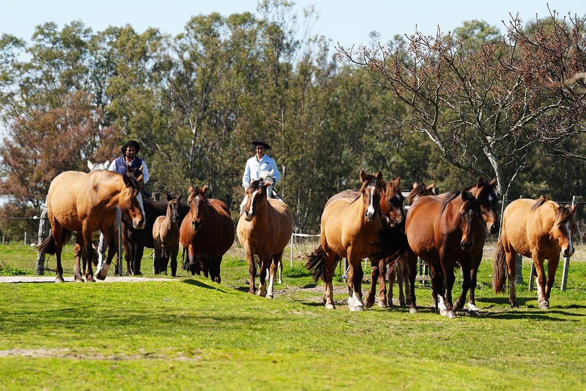 La Ruta del Caballo Chileno por Sudamérica (VI). Uruguay y Argentina