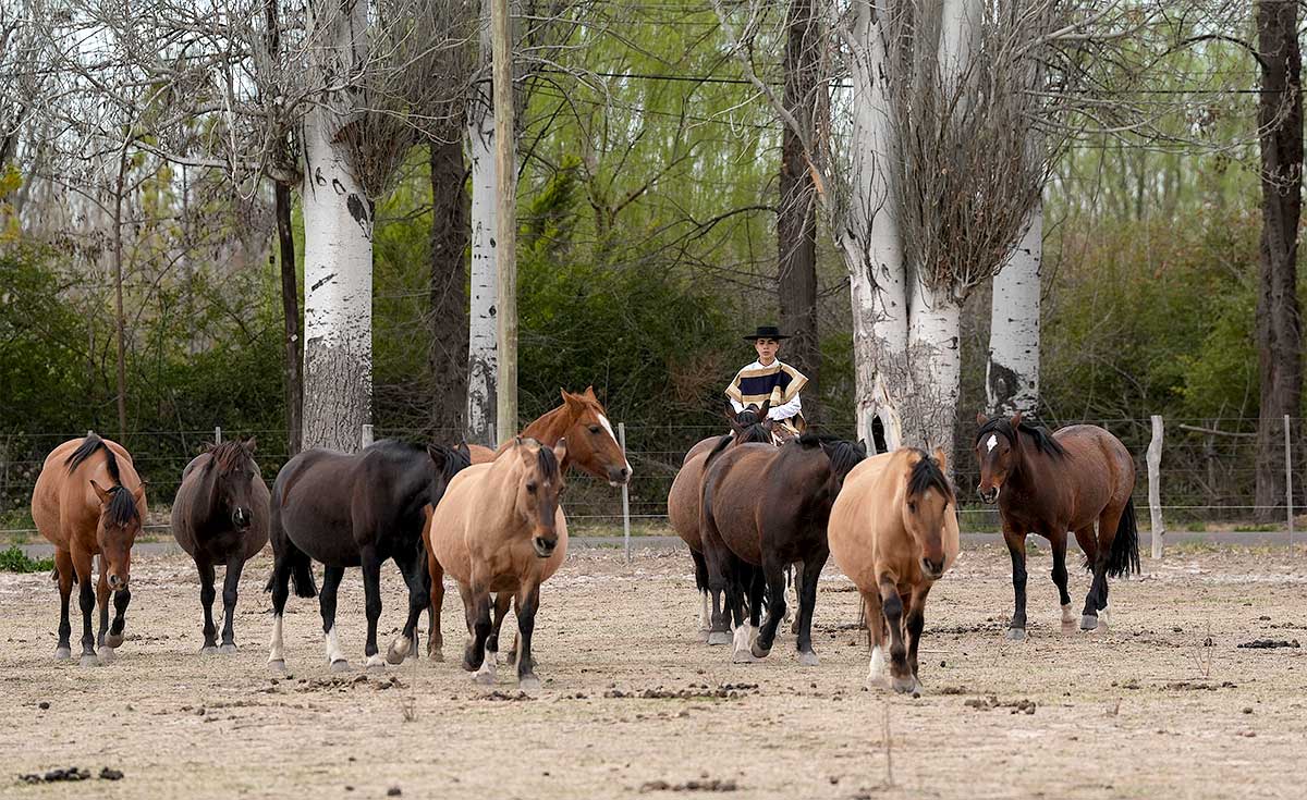 La Ruta del Caballo Chileno por Sudamérica (VII). Argentina