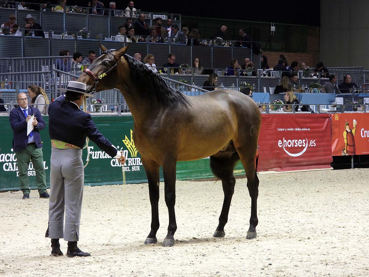 SICAB 2024: El Gran Encuentro del Caballo de Pura Raza Española