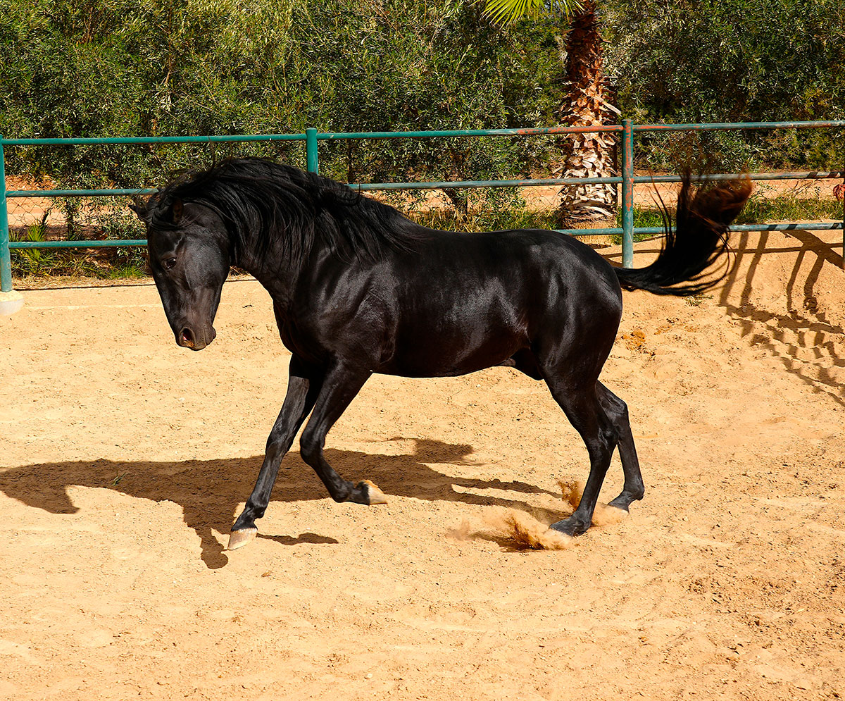 El caballo Bereber una de las razas más antiguas del mundo