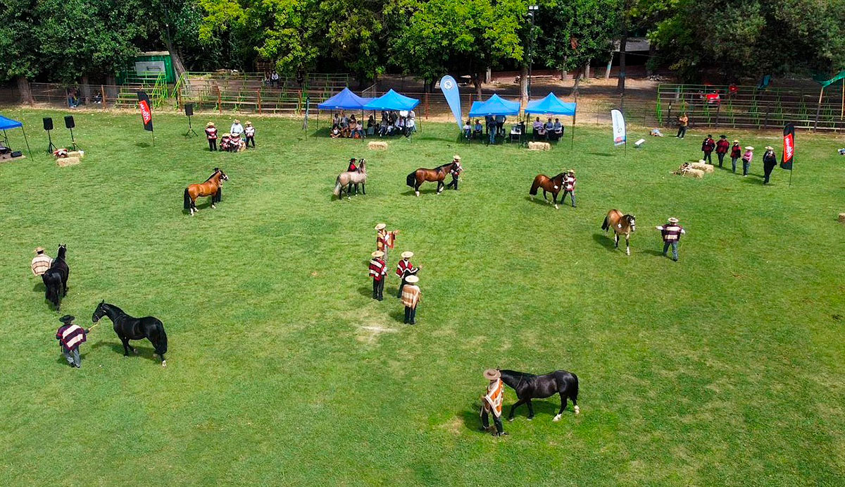 Exposición Nacional del Caballo de Pura Raza Chilena