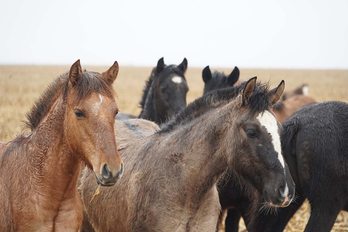 Características del Caballo Criollo de Sudamérica