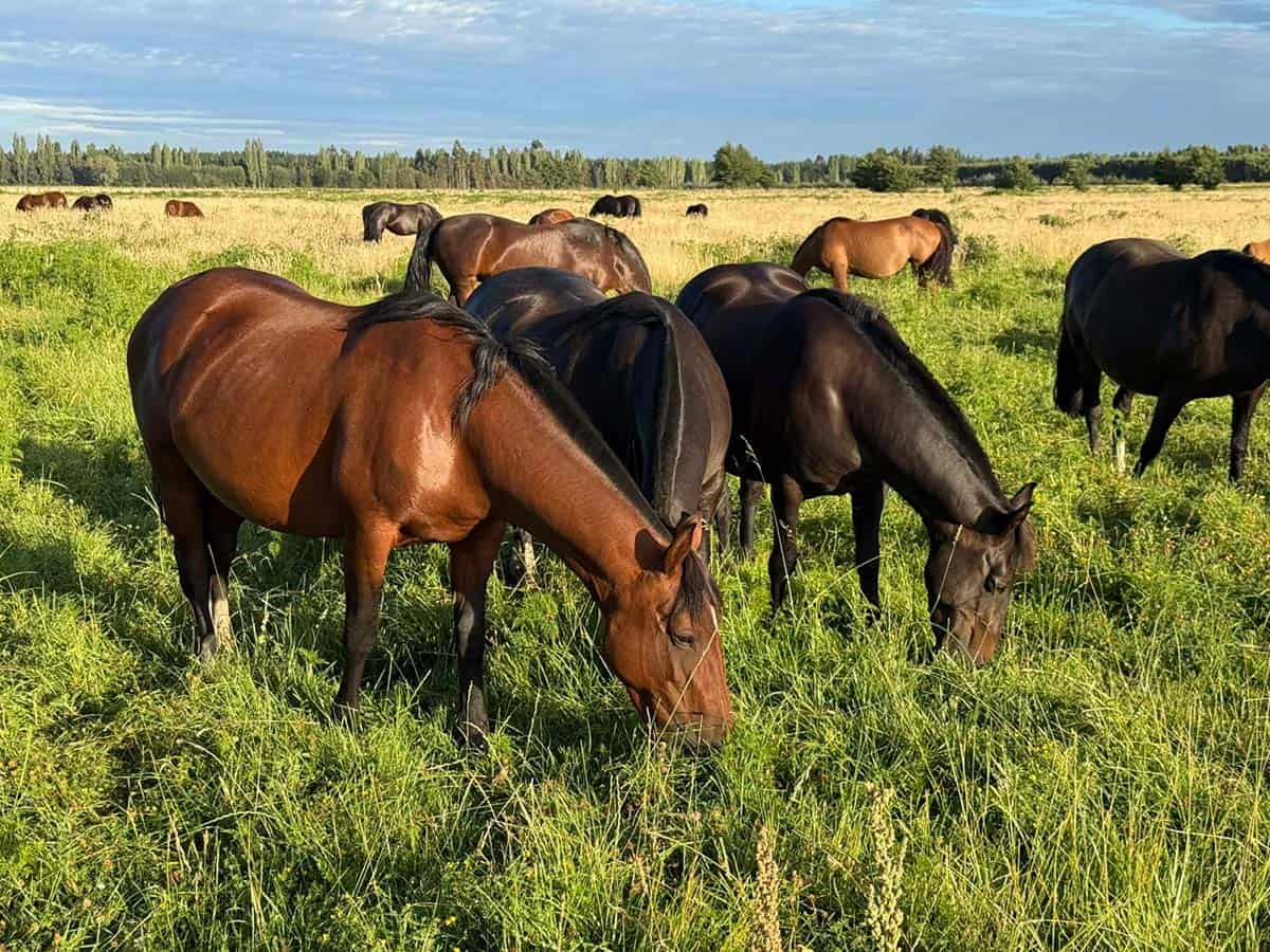 La Pronta Llegada del Caballo Chileno a España y Francia