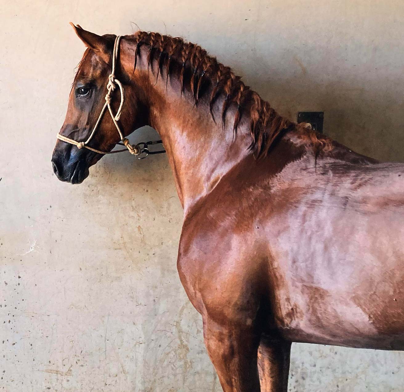 Yeguada Torrealba: “Un caballo artesanal”